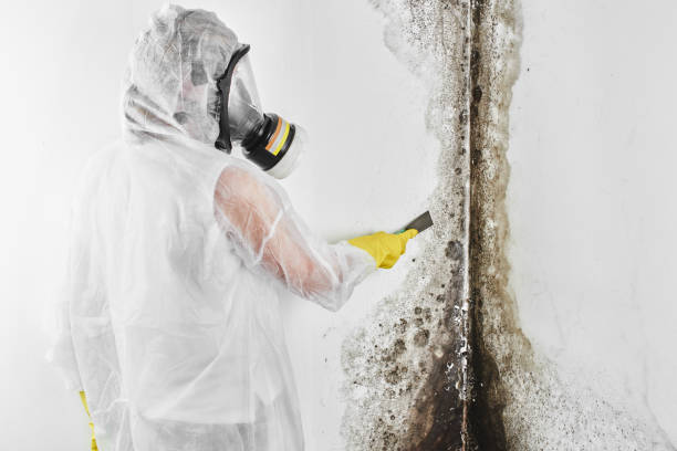 Best Industrial Mold Remediation in Greentown, IN