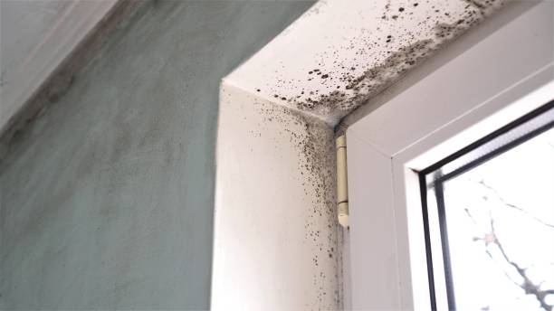 Best HVAC Mold Remediation in Greentown, IN