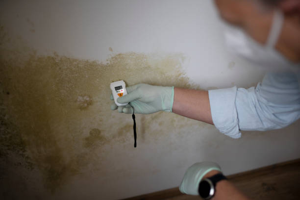 Best Residential Mold Remediation in Greentown, IN