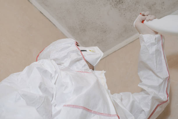 Best Residential Mold Remediation in Greentown, IN