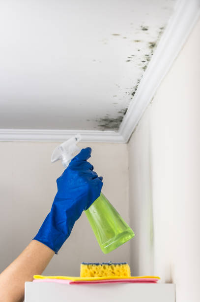 Best Bathroom Mold Remediation in Greentown, IN