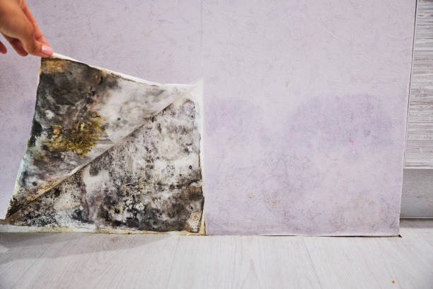 Best Emergency Mold Remediation in Greentown, IN